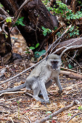 Image showing Vervet monkey, Chlorocebus pygerythrus