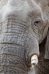 Image showing big african elephants on Etosha national park