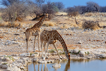 Image showing Giraffa camelopardalis drinking from waterhole in Etosha national Park