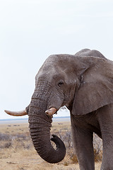 Image showing big african elephants on Etosha national park