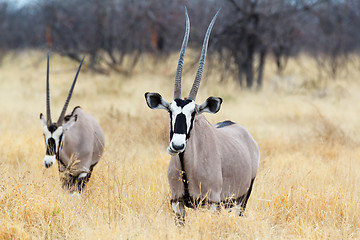 Image showing close up portrait of Gemsbok, Oryx gazella