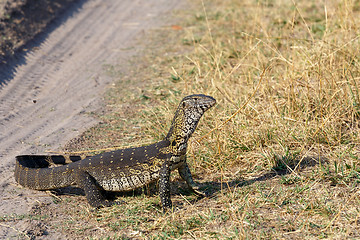 Image showing Monitor Lizard, Varanus niloticus on savanna