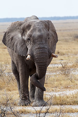 Image showing big african elephants on Etosha national park