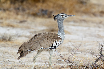 Image showing Kori Bustard in african bush