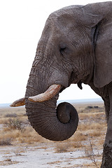 Image showing big african elephants on Etosha national park