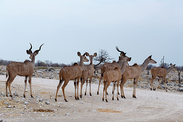 Image showing herd of Kudu on way to waterhole