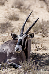 Image showing close up portrait of Gemsbok, Oryx gazella