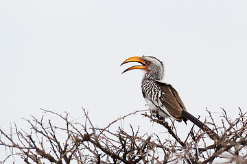 Image showing Yellow-billed Hornbill sitting on a branch and rest