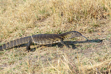 Image showing Monitor Lizard, Varanus niloticus on savanna