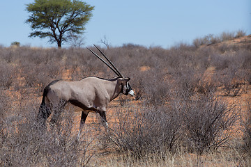 Image showing close up portrait of Gemsbok, Oryx gazella