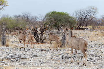 Image showing herd of Kudu on way to waterhole