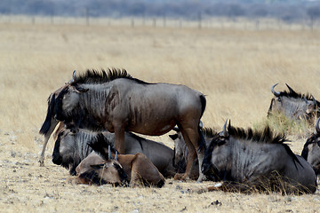 Image showing wild Wildebeest Gnu