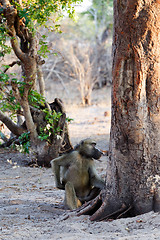 Image showing family of Chacma Baboon