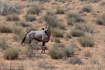 Image showing close up portrait of Gemsbok, Oryx gazella