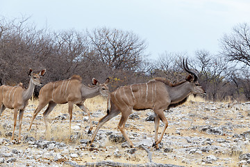 Image showing herd of Kudu on way to waterhole