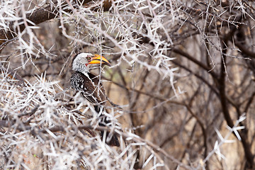 Image showing Yellow-billed Hornbill sitting on a branch and rest