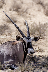 Image showing close up portrait of Gemsbok, Oryx gazella