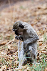 Image showing Vervet monkey, Chlorocebus pygerythrus