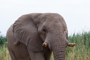 Image showing big african elephants on Etosha national park