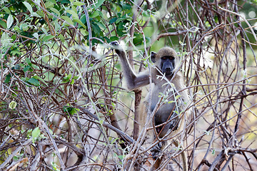 Image showing Chacma Baboon