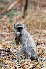 Image showing Vervet monkey, Chlorocebus pygerythrus