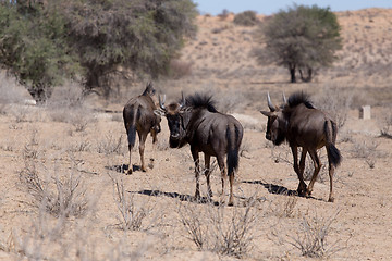 Image showing wild Wildebeest Gnu