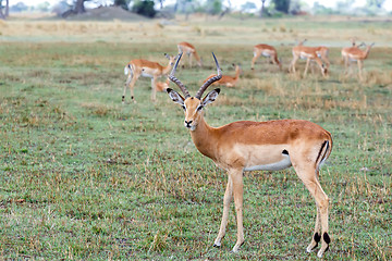 Image showing Impala antelope, namibia