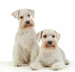 Image showing white miniature schnauzer puppies