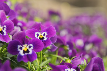 Image showing ansies in flower bed