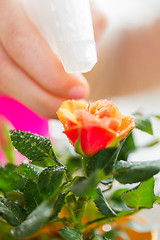 Image showing close up of woman hand spraying rose flower