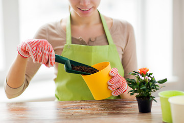 Image showing close up of woman hands planting roses in pot