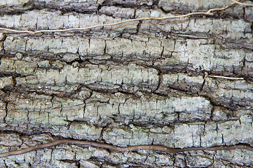 Image showing tree trunk bark texture