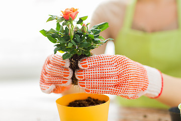 Image showing close up of woman hands planting roses in pot