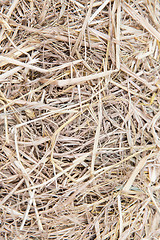 Image showing dry grass or hay texture