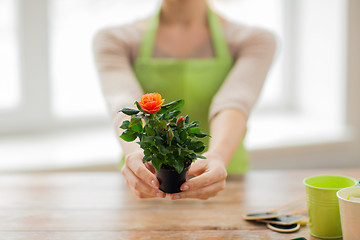 Image showing close up of woman hands holding roses bush in pot