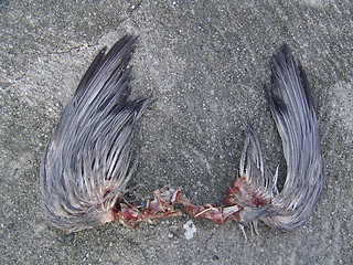 Image showing Wings