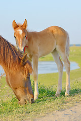 Image showing Horse and Her Foal 