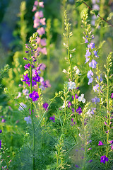 Image showing Delphinium flower 