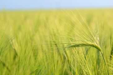 Image showing Green wheat field
