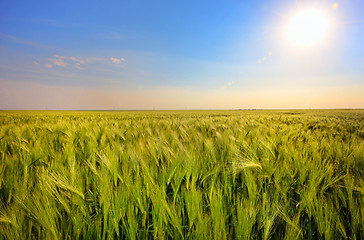 Image showing Green wheat field