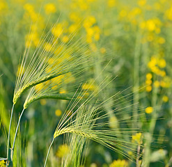 Image showing Green wheat field