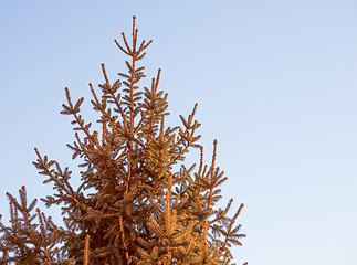 Image showing Retro look Pine tree