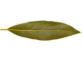 Image showing Retro look Laurel Bay tree leaf isolated