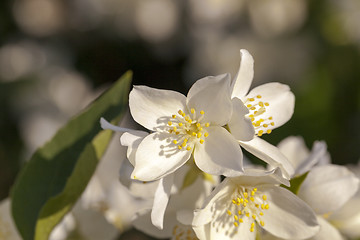 Image showing jasmine flower  