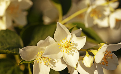 Image showing jasmine flower  