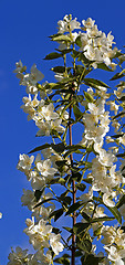 Image showing jasmine flower  