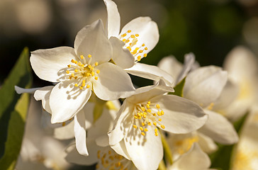 Image showing jasmine flower 