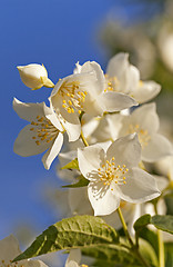 Image showing jasmine flower 