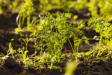 Image showing carrot field  