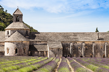 Image showing Lavander field